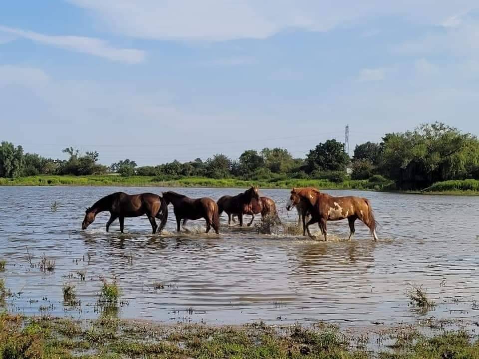 chevaux dan l eau