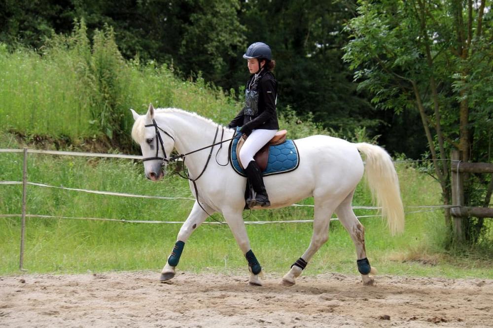 Achat cheval près de Caluire-et-Cuire