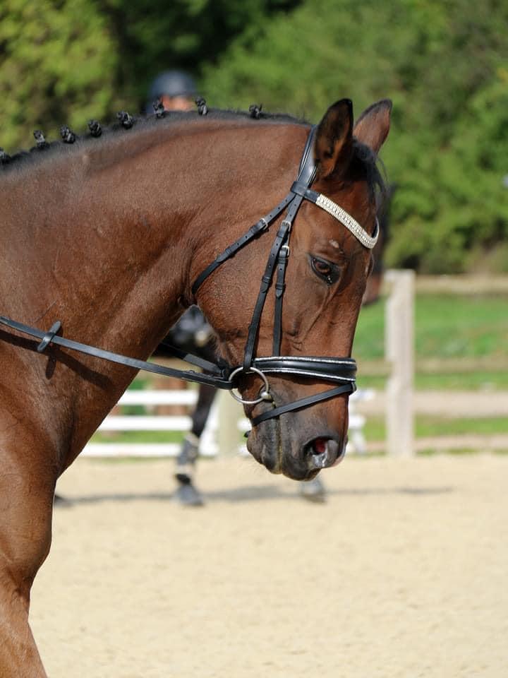 Vente cheval près de Caluire-et-Cuire