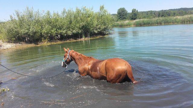 bain