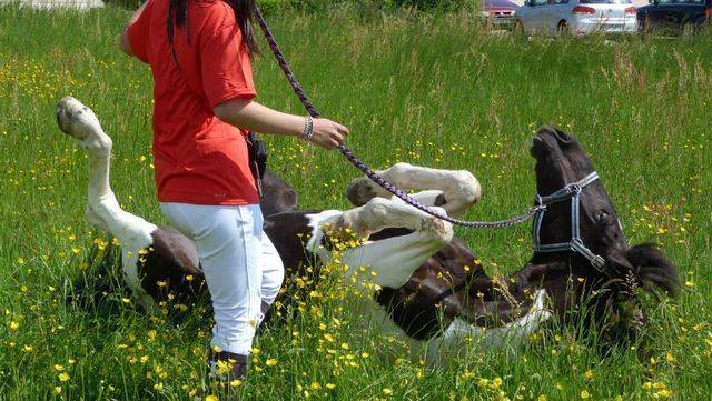 roulade-herbe