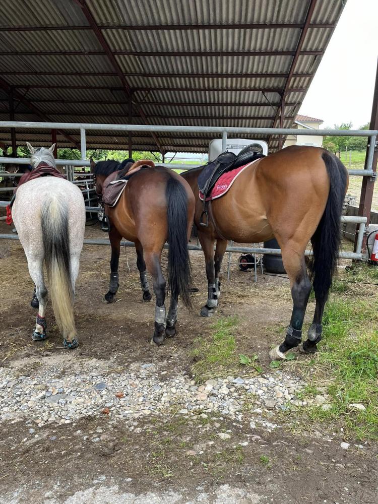 chevaux-selles